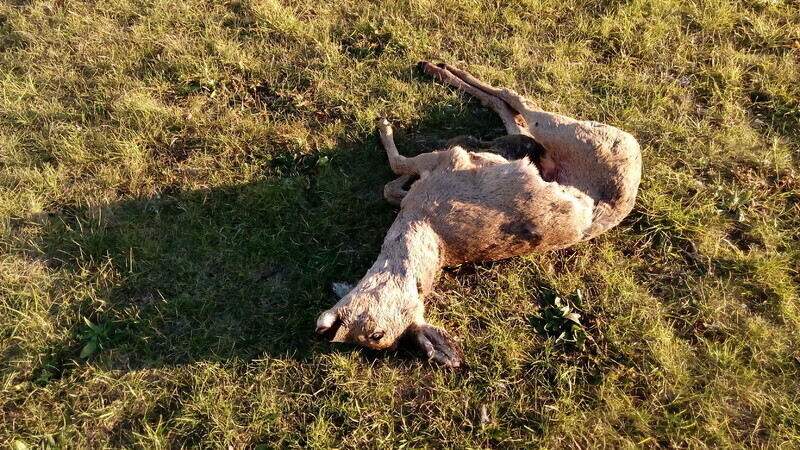 Zdjęcie 2: Martwe sarny na lądowisku szpitala (AKTUALIZACJA)