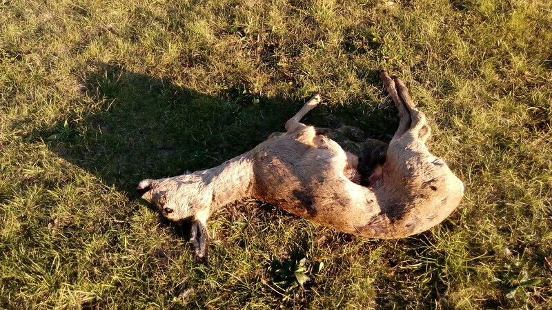 Zdjęcie 3: Martwe sarny na lądowisku szpitala (AKTUALIZACJA)