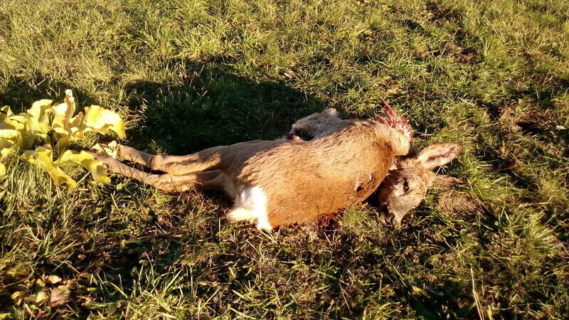 Zdjęcie 4: Martwe sarny na lądowisku szpitala (AKTUALIZACJA)