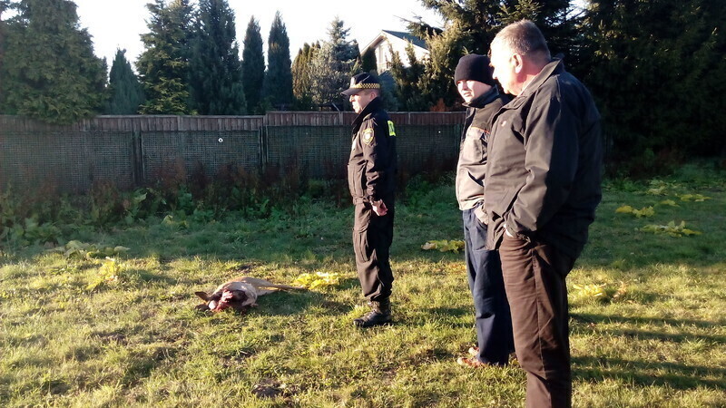 Zdjęcie 5: Martwe sarny na lądowisku szpitala (AKTUALIZACJA)