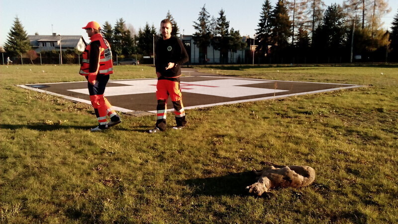 Zdjęcie 6: Martwe sarny na lądowisku szpitala (AKTUALIZACJA)