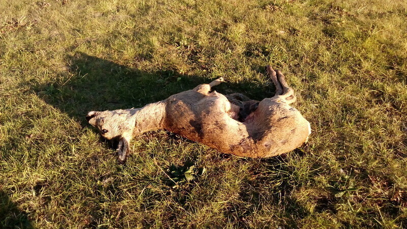 Zdjęcie 7: Martwe sarny na lądowisku szpitala (AKTUALIZACJA)