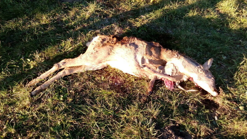 Zdjęcie 8: Martwe sarny na lądowisku szpitala (AKTUALIZACJA)