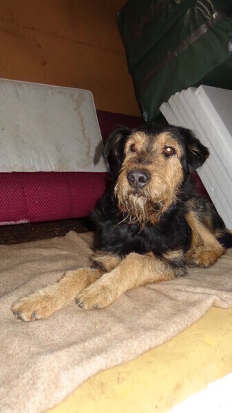 Pies tęskni i czeka na właściciela