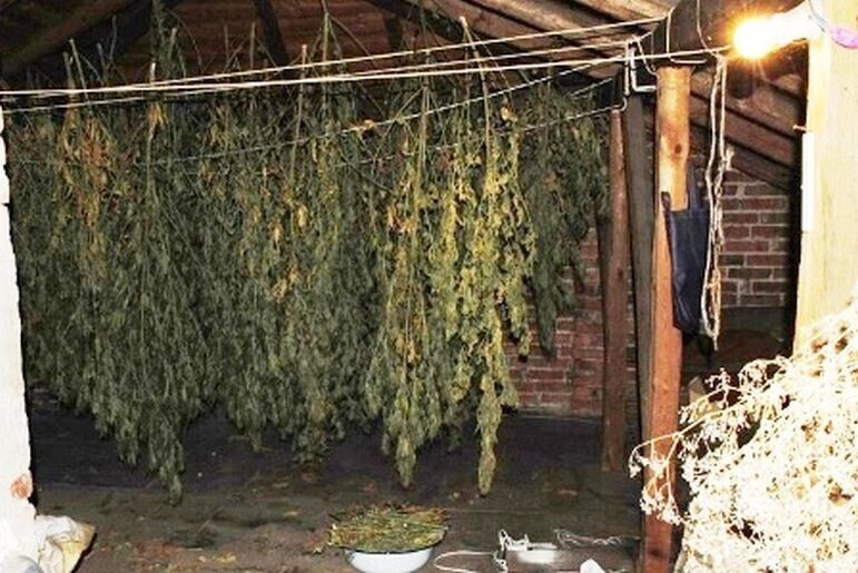 Zdjęcie 4: Zamiast bielizny na strychu suszył narkotyki 