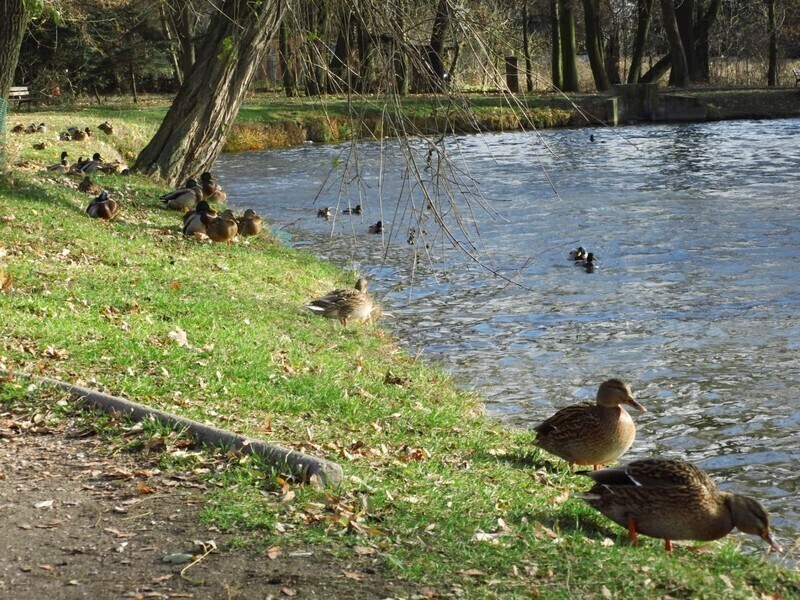 Zdjęcie 3: Plac zabaw, siłownia i taras w parku Belzackim 