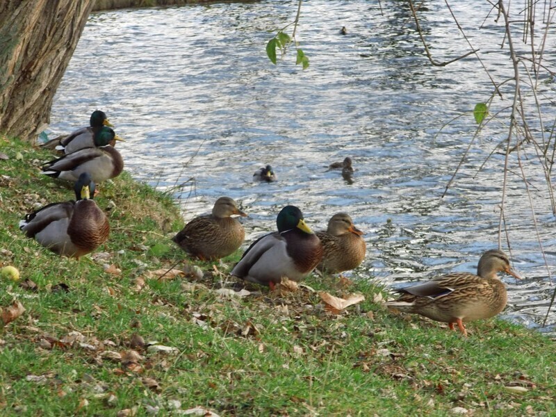 Zdjęcie 4: Plac zabaw, siłownia i taras w parku Belzackim 
