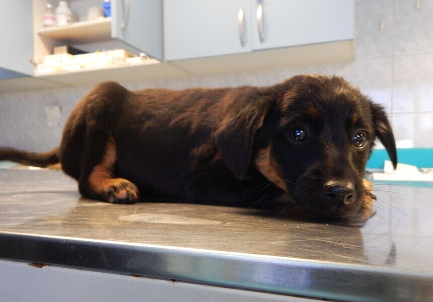 Adoptujesz psa gmina ci dopłaci