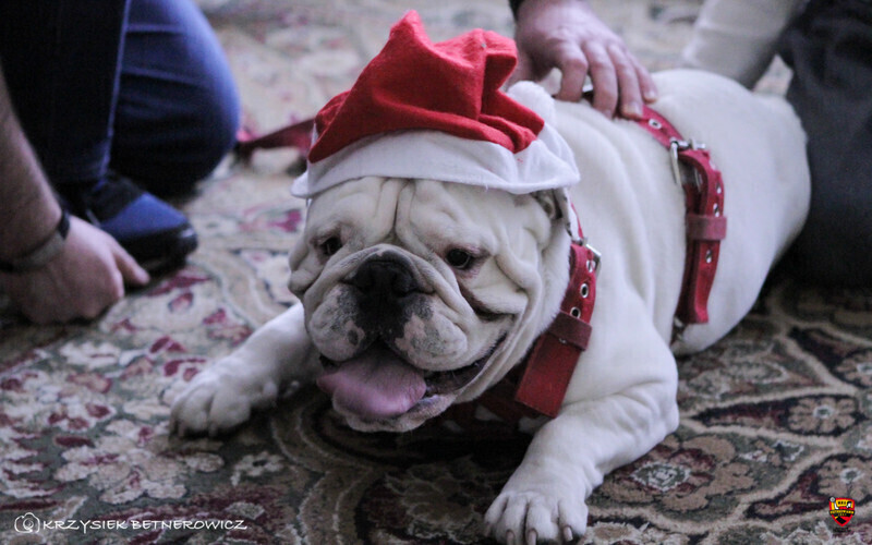 Zdjęcie 2: Sportowcy w roli świętych Mikołajów