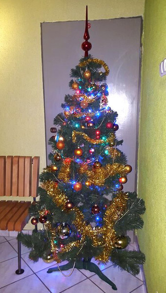 Zdjęcie 3: Jaka choinka na święta? 