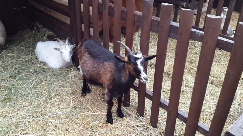 Zdjęcie 5: Żywa szopka u Bernardynów