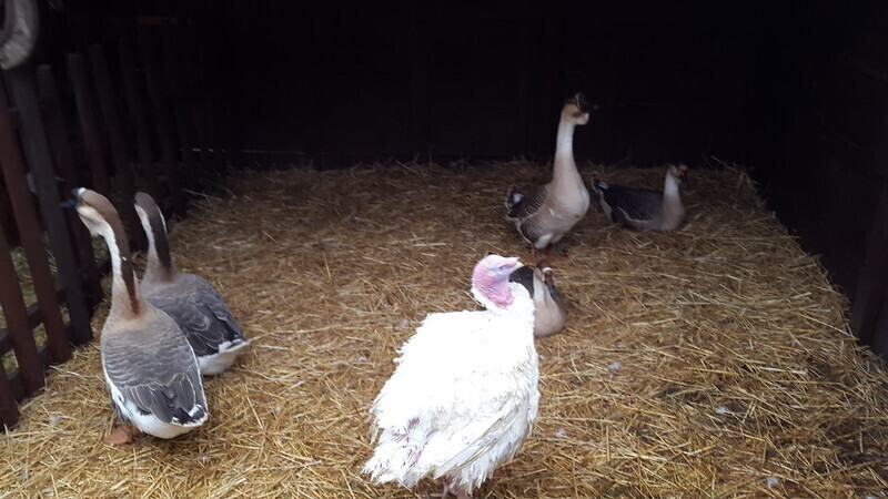 Zdjęcie 7: Żywa szopka u Bernardynów