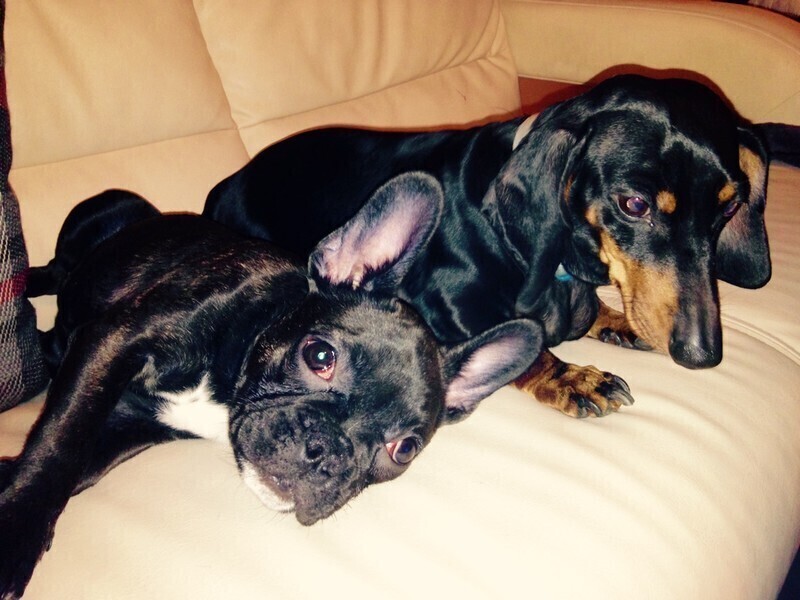 Zdjęcie 1: Chroń swojego czworonoga podczas sylwestrowej fety 