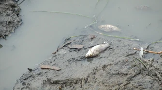 Ryby pływają w kałuży. Wędkarze interweniują