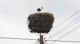 Wrócił bocian, wróciła zima