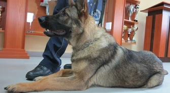 Nania wykryje narkotyki