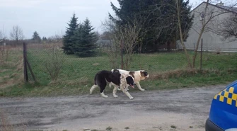 Po ulicy biegały agresywne psy. Wezwano strażników miejskich