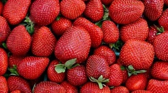 Łódzkie na EXPO. Pokazujemy jabłka i truskawki 