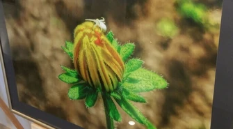 "Chwile" Aleksandry Fidziańskiej