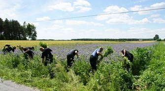 Zlikwidowano jedną z największych plantacji marihuany w Polsce