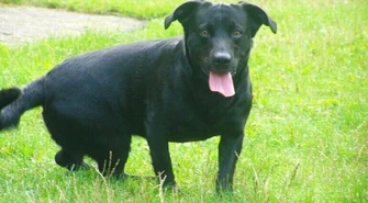 Do urzędu wejdziesz z psem 