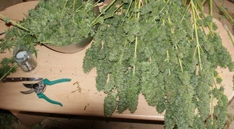 Zabezpieczyli narkotyki warte prawie 2 mln zł 