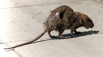 Czy w Piotrkowie mamy problem ze szczurami?