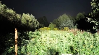 Kolejna plantacja zlikwidowana 