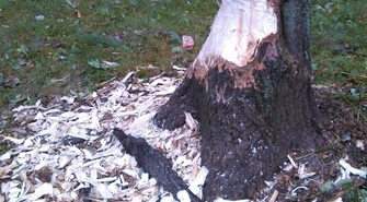 Bóbr czy człowiek?