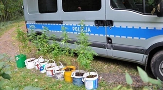 „Zakazane rośliny” w lesie przy ul. Wolborskiej  