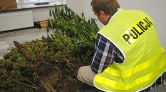 Krzaki marihuany na obrzeżach os. Wyzwolenia 