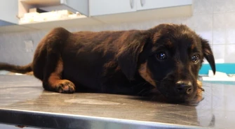 Adoptujesz psa, gmina ci dopłaci 