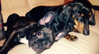 Chroń swojego czworonoga podczas sylwestrowej fety 