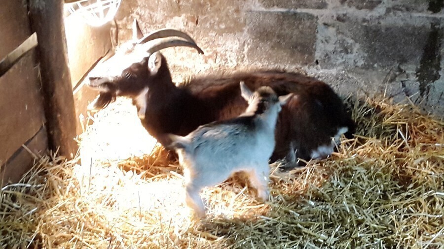 Zdjęcie 1: Narodziny koźlątka w bożonarodzeniowej szopce