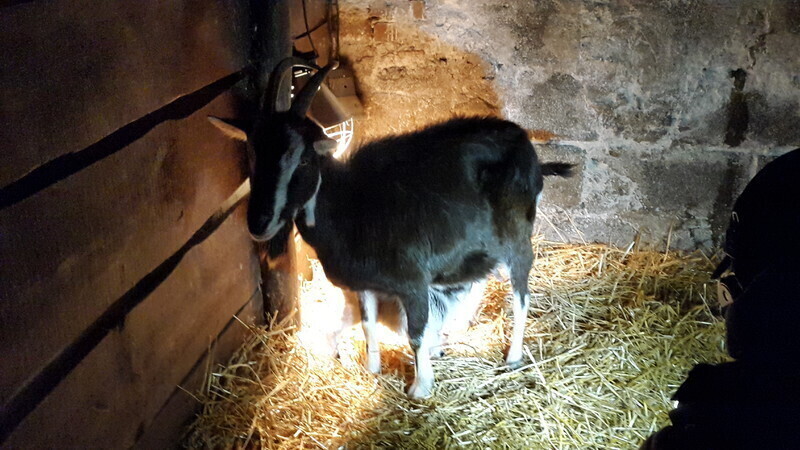 Zdjęcie 2: Narodziny koźlątka w bożonarodzeniowej szopce