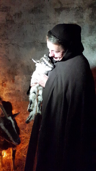 Zdjęcie 3: Narodziny koźlątka w bożonarodzeniowej szopce