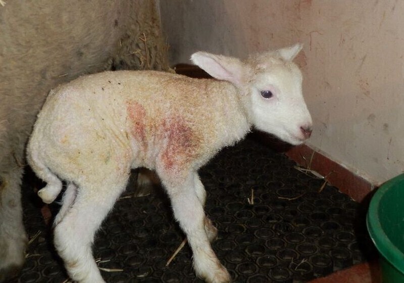 Zdjęcie 2: Podwójny cud narodzin w piotrkowskiej szopce. W niedzielę na świat przyszła owieczka