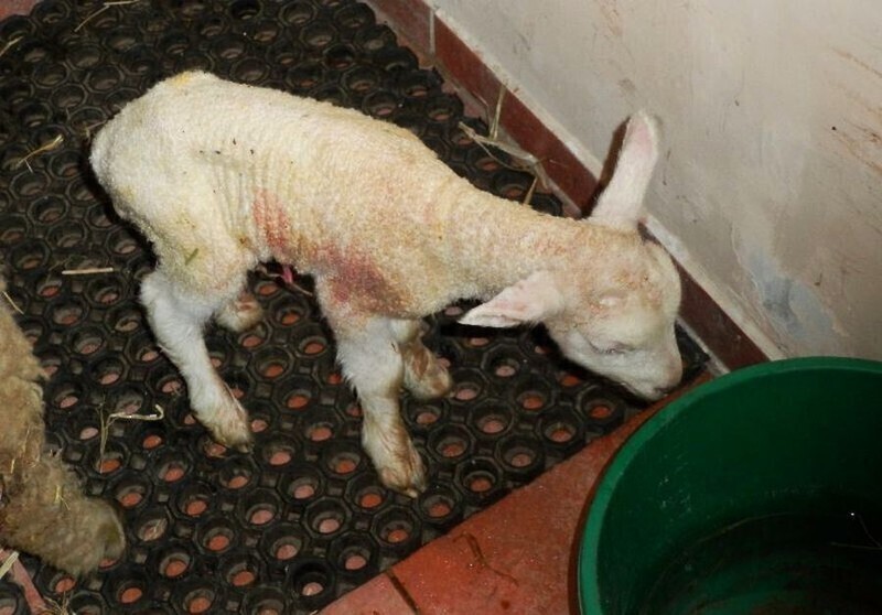 Zdjęcie 3: Podwójny cud narodzin w piotrkowskiej szopce. W niedzielę na świat przyszła owieczka