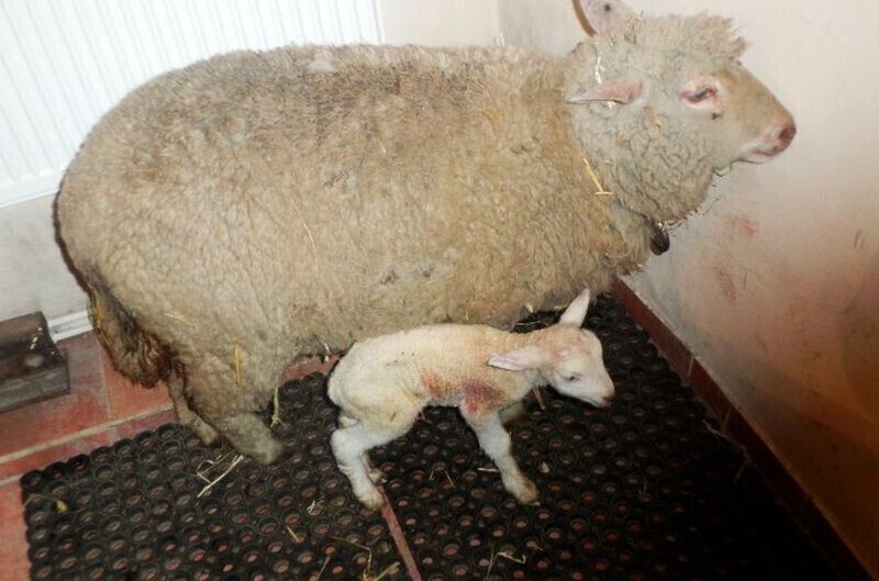 Zdjęcie 4: Podwójny cud narodzin w piotrkowskiej szopce. W niedzielę na świat przyszła owieczka