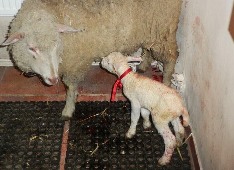 Zdjęcie 5: Podwójny cud narodzin w piotrkowskiej szopce. W niedzielę na świat przyszła owieczka