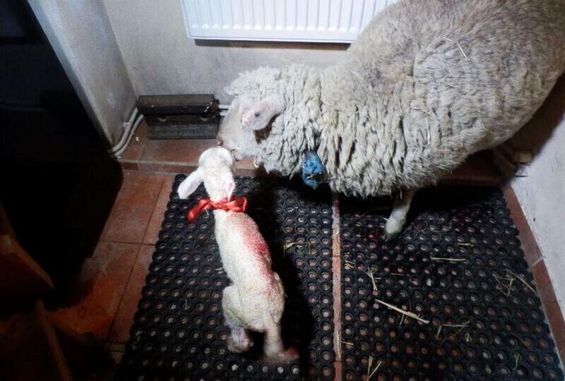 Zdjęcie 6: Podwójny cud narodzin w piotrkowskiej szopce. W niedzielę na świat przyszła owieczka