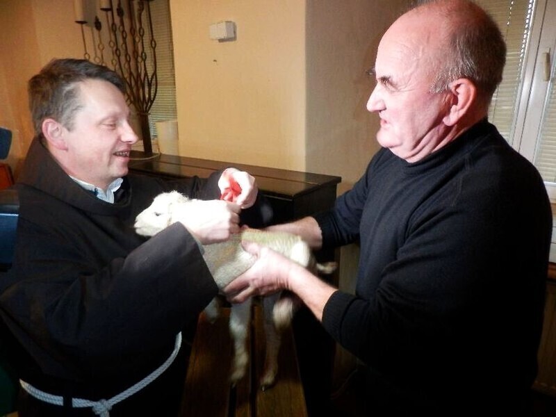 Zdjęcie 7: Podwójny cud narodzin w piotrkowskiej szopce. W niedzielę na świat przyszła owieczka