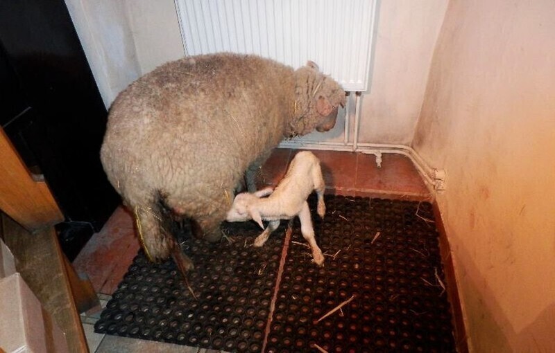 Zdjęcie 8: Podwójny cud narodzin w piotrkowskiej szopce. W niedzielę na świat przyszła owieczka