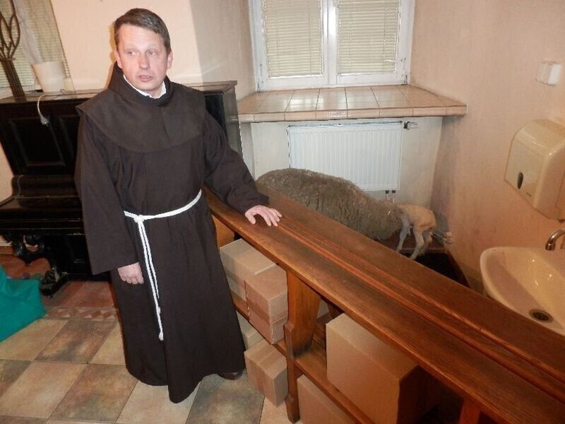 Zdjęcie 9: Podwójny cud narodzin w piotrkowskiej szopce. W niedzielę na świat przyszła owieczka