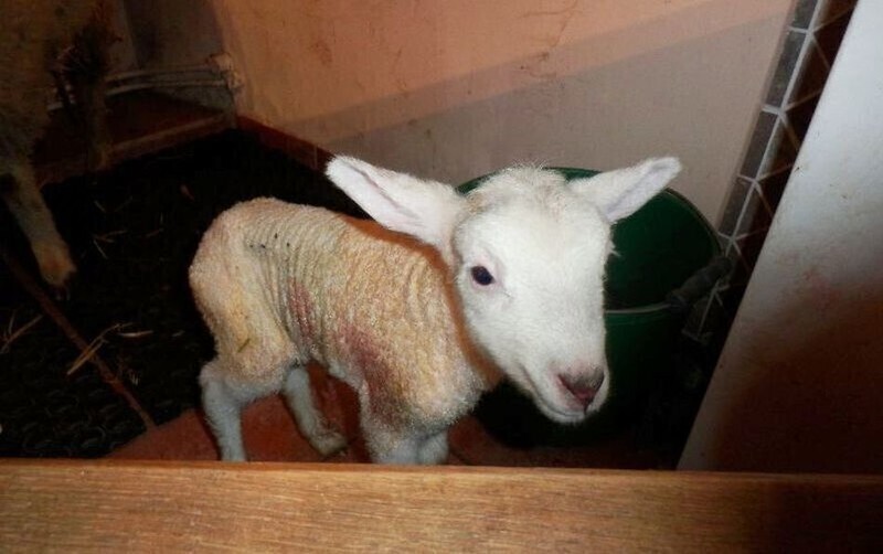 Zdjęcie 11: Podwójny cud narodzin w piotrkowskiej szopce. W niedzielę na świat przyszła owieczka