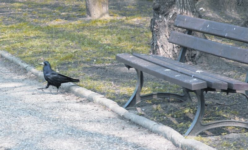 Nie ma mocnych na gawrony