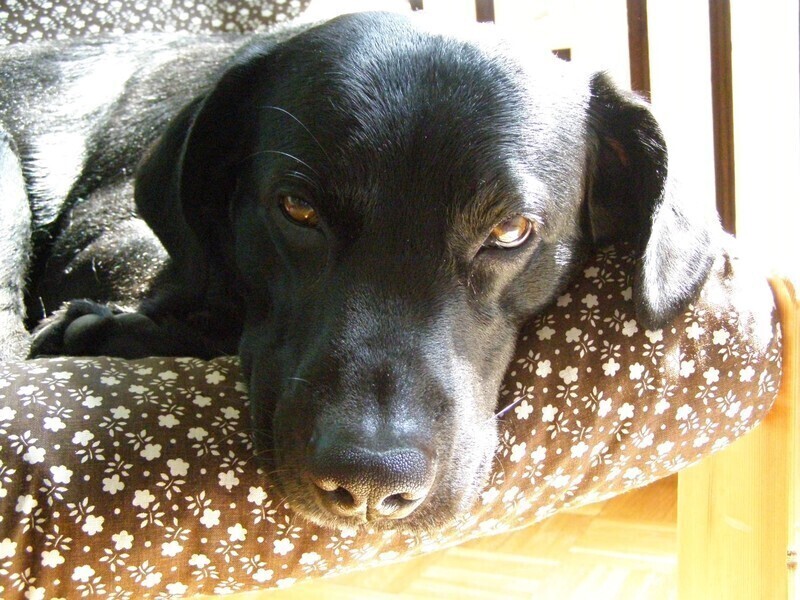 Adoptuj psa - apelują włodarze gminy Wola Krzysztoporska