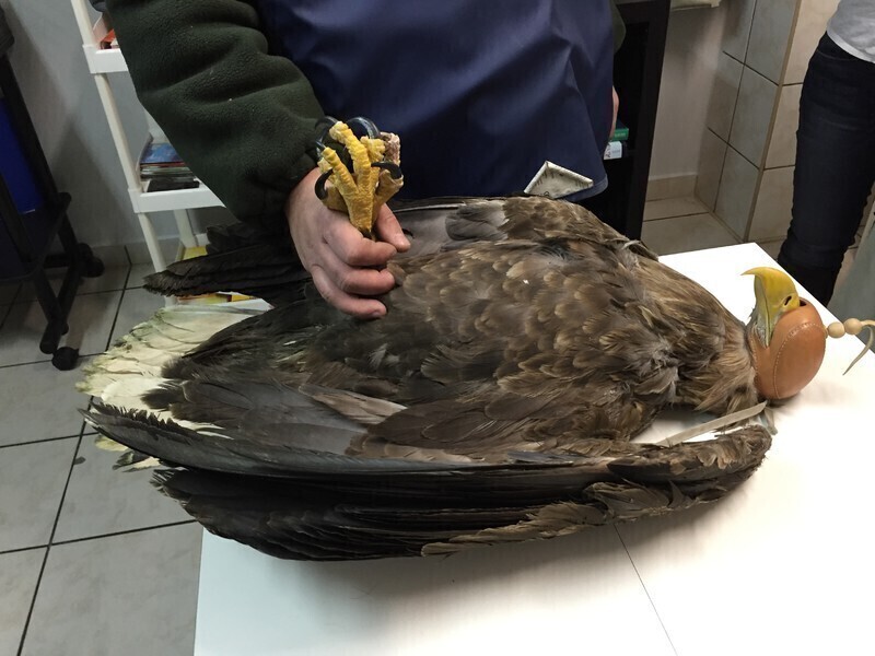 Zdjęcie 1: Ranny orzeł znaleziony w naszym regionie