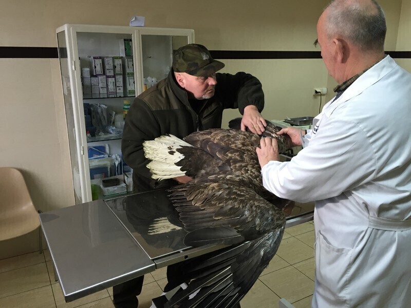 Zdjęcie 2: Ranny orzeł znaleziony w naszym regionie