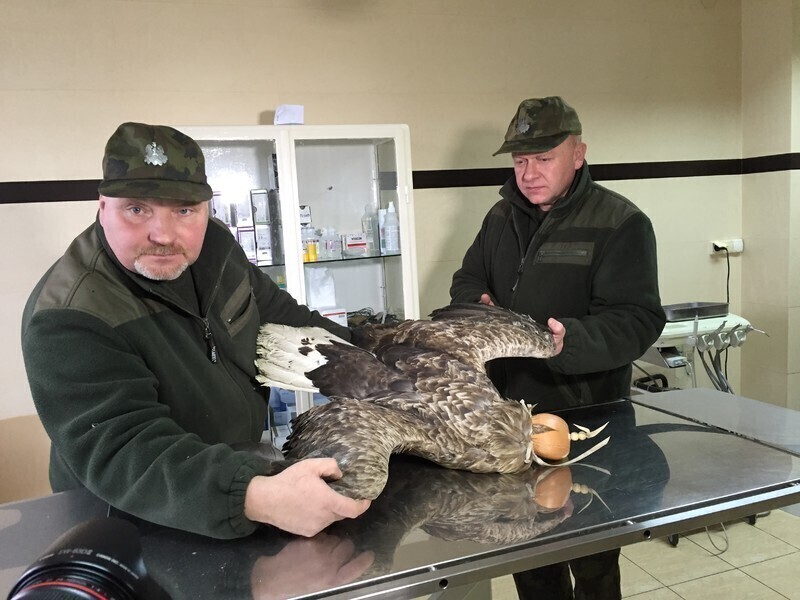 Zdjęcie 3: Ranny orzeł znaleziony w naszym regionie